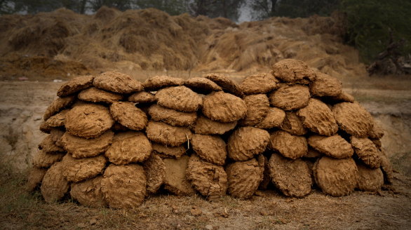 Cow dung