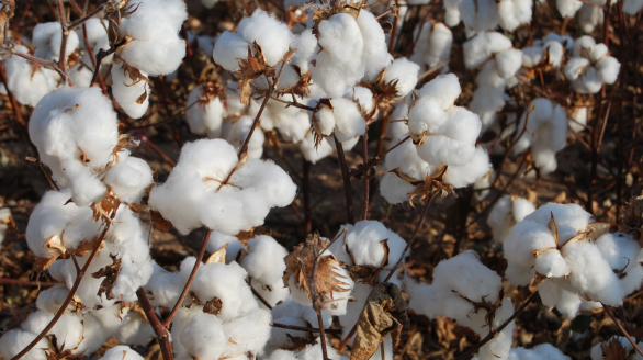 cotton